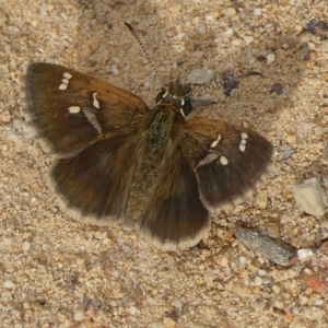 Toxidia parvula at QPRC LGA - suppressed