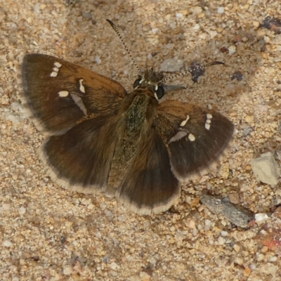 Toxidia parvula (Banded Grass-skipper) at Charleys Forest, NSW - 15 Nov 2023 by arjay