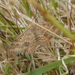 Scopula rubraria (Reddish Wave, Plantain Moth) at Mongarlowe River - 15 Nov 2023 by arjay