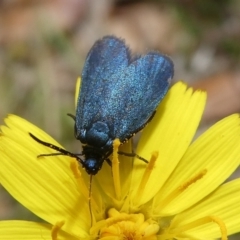 Turneriprocris dolens (A Zygaenid moth) at Charleys Forest, NSW - 15 Nov 2023 by arjay