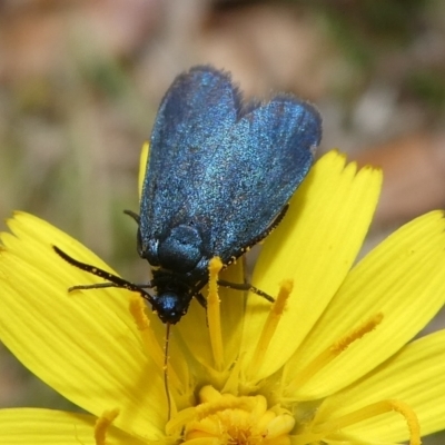 Turneriprocris dolens (A Zygaenid moth) at Mongarlowe River - 15 Nov 2023 by arjay