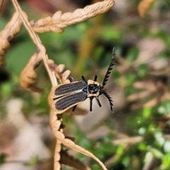 Achras limbatum (A net-winged beetle) at Tallaganda State Forest - 21 Nov 2023 by Csteele4