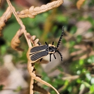 Achras limbatum (A net-winged beetle) at Rossi, NSW - 21 Nov 2023 by Csteele4