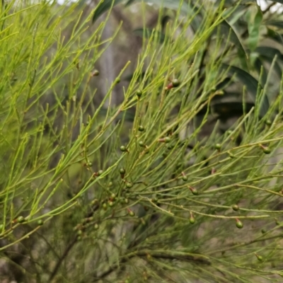 Exocarpos strictus (Dwarf Cherry) at Captains Flat, NSW - 21 Nov 2023 by Csteele4