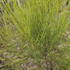 Exocarpos strictus at QPRC LGA - 21 Nov 2023