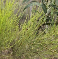 Exocarpos strictus at QPRC LGA - 21 Nov 2023