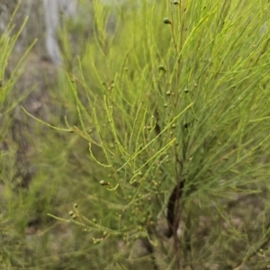 Exocarpos strictus at QPRC LGA - 21 Nov 2023