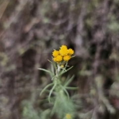 Chrysocephalum semipapposum (Clustered Everlasting) at Captains Flat, NSW - 21 Nov 2023 by Csteele4