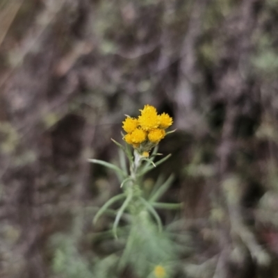 Chrysocephalum semipapposum (Clustered Everlasting) at Captains Flat, NSW - 21 Nov 2023 by Csteele4