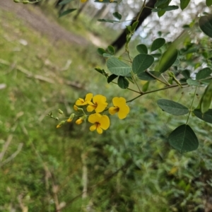 Goodia lotifolia at QPRC LGA - 20 Nov 2023 02:19 PM