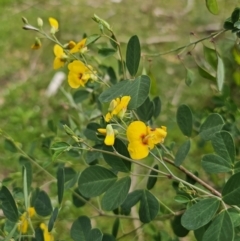 Goodia lotifolia at QPRC LGA - 20 Nov 2023 02:19 PM