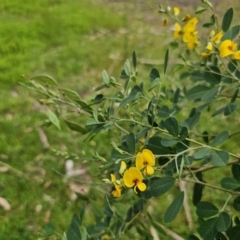 Goodia lotifolia at QPRC LGA - 20 Nov 2023 02:19 PM