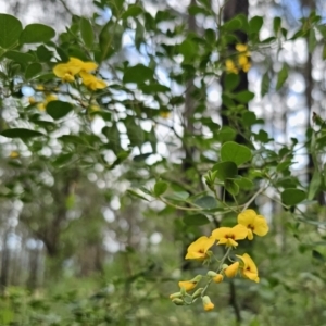 Goodia lotifolia at QPRC LGA - 20 Nov 2023 02:19 PM