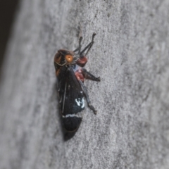 Eurymeloides lineata (Lined gumtree hopper) at Higgins, ACT - 22 Dec 2022 by AlisonMilton