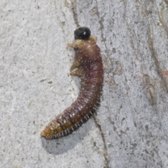 Perginae sp. (subfamily) (Unidentified pergine sawfly) at Higgins Woodland - 23 Dec 2022 by AlisonMilton