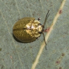 Paropsisterna cloelia (Eucalyptus variegated beetle) at Higgins, ACT - 23 Dec 2022 by AlisonMilton