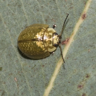 Paropsisterna cloelia (Eucalyptus variegated beetle) at Higgins, ACT - 22 Dec 2022 by AlisonMilton