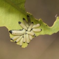 Paropsisterna cloelia at Higgins, ACT - 23 Dec 2022 10:32 AM