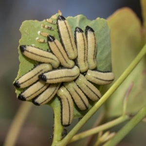 Paropsisterna cloelia at Higgins, ACT - 23 Dec 2022 10:32 AM