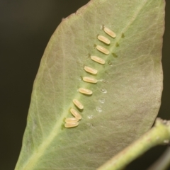 Paropsisterna cloelia at Higgins, ACT - 23 Dec 2022 10:32 AM