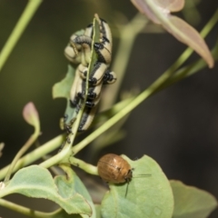 Paropsisterna cloelia at Higgins, ACT - 23 Dec 2022 10:32 AM