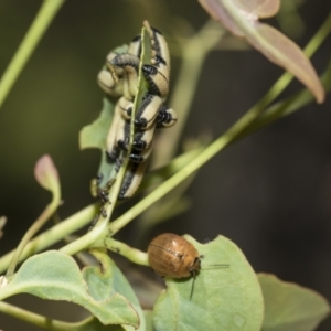 Paropsisterna cloelia at Higgins, ACT - 23 Dec 2022 10:32 AM