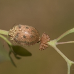 Paropsis atomaria (Eucalyptus leaf beetle) at Higgins Woodland - 22 Dec 2022 by AlisonMilton