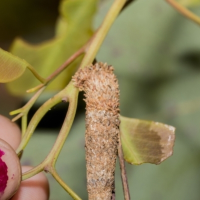 Bathromelas hyaloscopa (Buloke Bagworm) at Higgins, ACT - 22 Dec 2022 by AlisonMilton