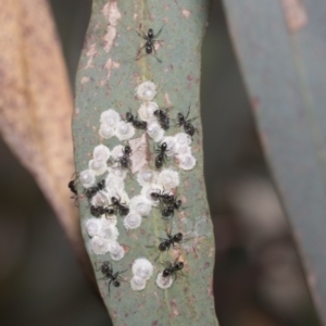 Glycaspis sp. (genus) at Higgins Woodland - 23 Dec 2022 10:42 AM