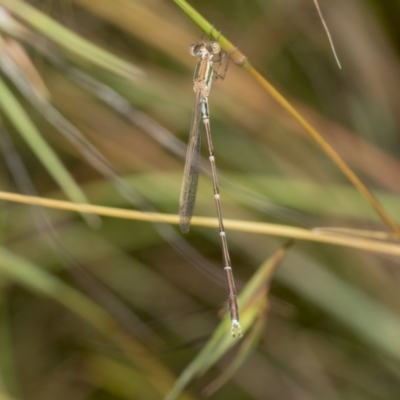 Unidentified Damselfly (Zygoptera) at Higgins, ACT - 22 Dec 2022 by AlisonMilton