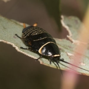 Ellipsidion australe at Higgins Woodland - 23 Dec 2022