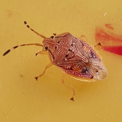 Anischys sp. (genus) (Unidentified Anischys bug) at Rugosa - 20 Nov 2023 by SenexRugosus