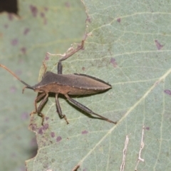 Amorbus (genus) (Eucalyptus Tip bug) at Higgins Woodland - 23 Dec 2022 by AlisonMilton