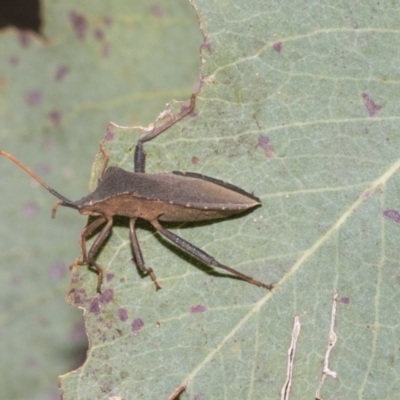 Amorbus sp. (genus) (Eucalyptus Tip bug) at Higgins Woodland - 22 Dec 2022 by AlisonMilton