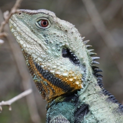 Intellagama lesueurii howittii (Gippsland Water Dragon) at Point Hut to Tharwa - 21 Nov 2023 by RodDeb