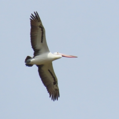 Pelecanus conspicillatus (Australian Pelican) at Tuggeranong, ACT - 21 Nov 2023 by RodDeb