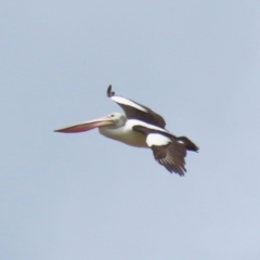 Pelecanus conspicillatus at Point Hut to Tharwa - 21 Nov 2023 11:30 AM