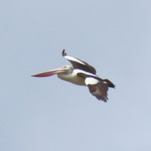 Pelecanus conspicillatus at Point Hut to Tharwa - 21 Nov 2023