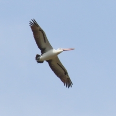 Pelecanus conspicillatus at Point Hut to Tharwa - 21 Nov 2023