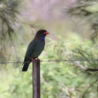 Eurystomus orientalis (Dollarbird) at Tuggeranong, ACT - 21 Nov 2023 by RodDeb