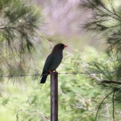 Eurystomus orientalis at Point Hut to Tharwa - 21 Nov 2023