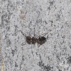 Crematogaster sp. (genus) (Acrobat ant, Cocktail ant) at Higgins, ACT - 23 Dec 2022 by AlisonMilton