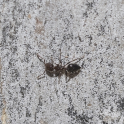 Crematogaster sp. (genus) (Acrobat ant, Cocktail ant) at Higgins, ACT - 23 Dec 2022 by AlisonMilton
