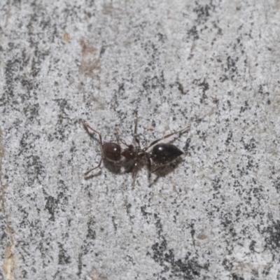Crematogaster sp. (genus) (Acrobat ant, Cocktail ant) at Higgins, ACT - 22 Dec 2022 by AlisonMilton