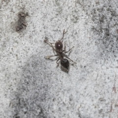 Crematogaster sp. (genus) at Higgins Woodland - 23 Dec 2022 10:18 AM