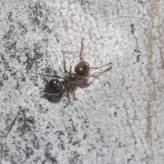 Crematogaster sp. (genus) at Higgins Woodland - 23 Dec 2022 10:18 AM