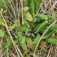 Leontodon saxatilis (Lesser Hawkbit, Hairy Hawkbit) at Isaacs Ridge Offset Area - 19 Nov 2023 by Mike