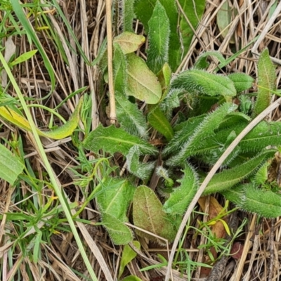 Leontodon saxatilis (Lesser Hawkbit, Hairy Hawkbit) at Isaacs Ridge and Nearby - 19 Nov 2023 by Mike