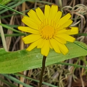 Leontodon saxatilis at Isaacs Ridge Offset Area - 20 Nov 2023