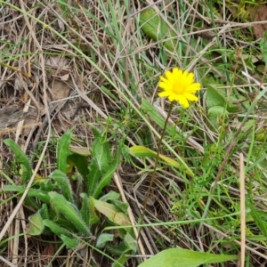 Leontodon saxatilis at Isaacs Ridge Offset Area - 20 Nov 2023